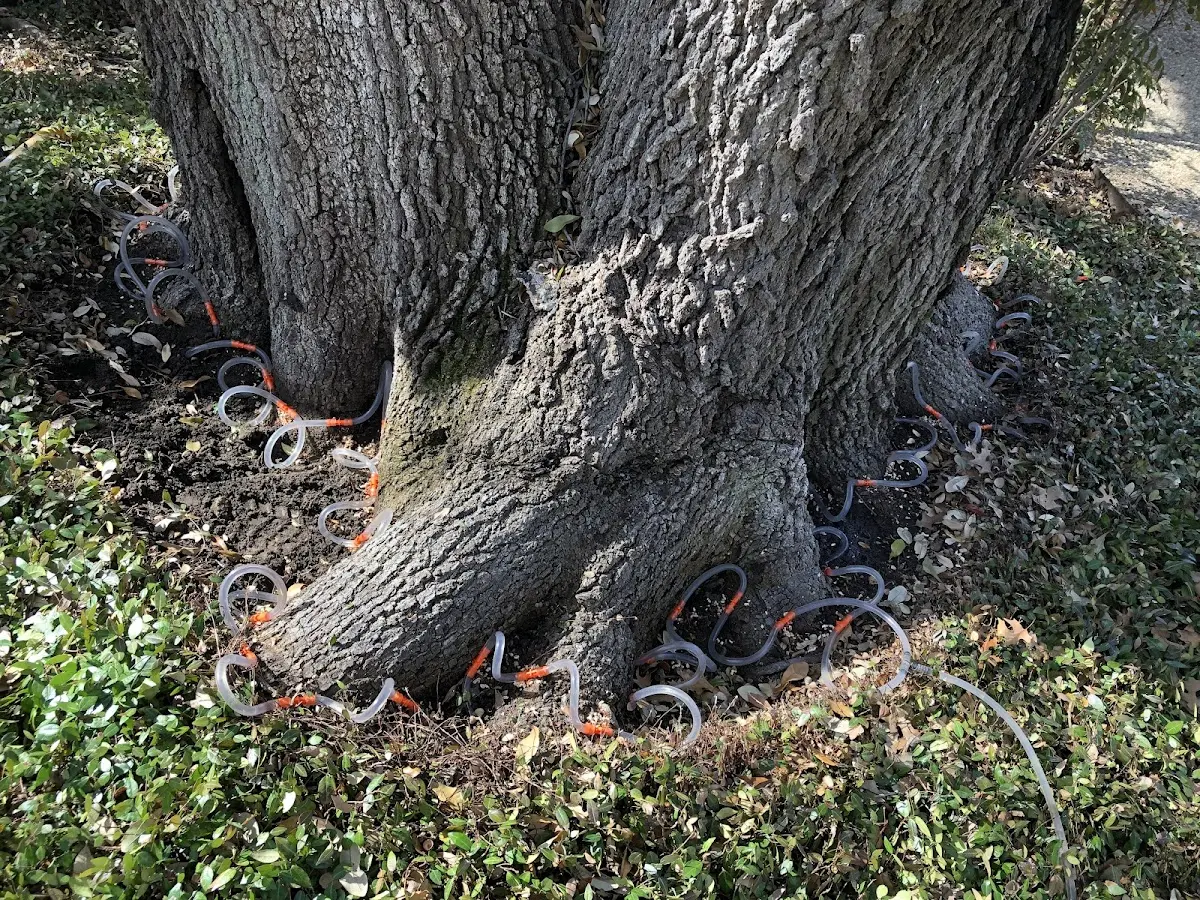 Detailed Tree Cabling and Bracing job site in Jefferson Valley