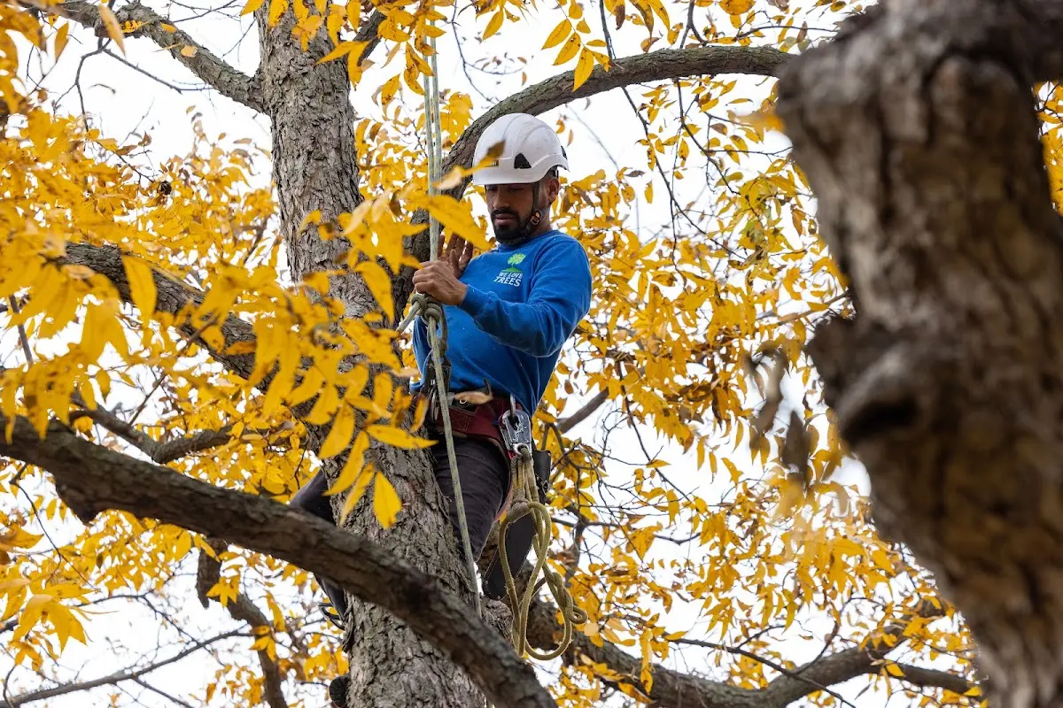 Skilled Tree Pruning crew working in Jefferson Valley